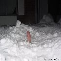 Snow dick